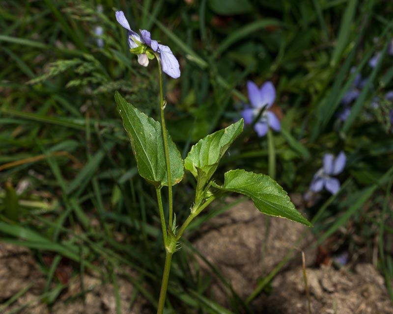Viola in Appennino - Viola riviniana o V. canina?